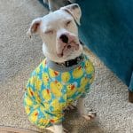 Authentic Superior Logowear