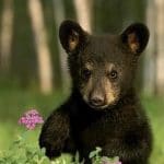 Black Bears and Blueberries Publishing